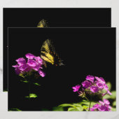 Tiger Swallowtail op Phlox (Voorkant / Achterkant)