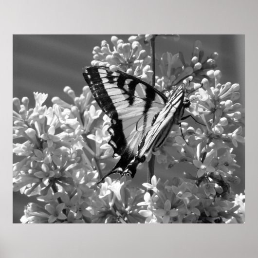 Tiger Swallowtail Poster (Voorkant)
