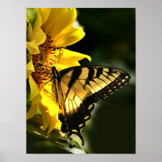 Tiger Swallowtail Poster