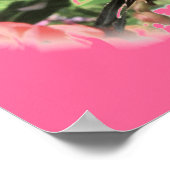 Tiger Swallowtail Poster (Hoek)