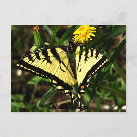 Tiger Swallowtail-wingel Briefkaart (Voorkant)