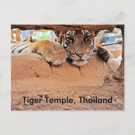 Tiger Temple Briefkaart (Voorkant)
