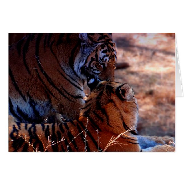 Tiger Tenderness Gifts (Voorkant Horizontaal)