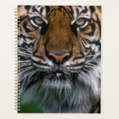 Tiger tête et visage (Devant)