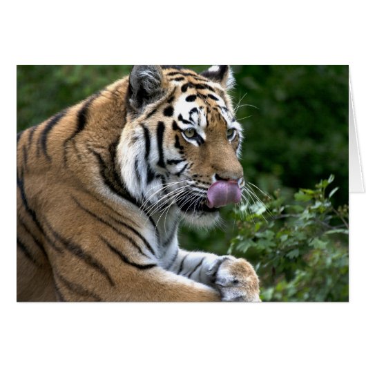 Tiger Tongue (Voorkant Horizontaal)