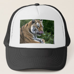 Tiger Tongue Trucker Pet