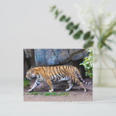 TIGER WALK BRIEFKAART (Staand voorkant)