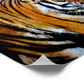 Tiger With Black Background Poster (Hoek)