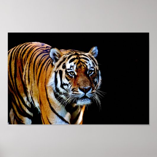 Tiger With Black Background Poster (Voorkant)