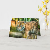 TIGER YOUTH VAN DE NATION SUMATRA KAART (Gele Bloem)