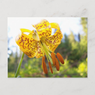 Tigerlily Briefkaart