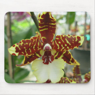 tigerorchidee muismat
