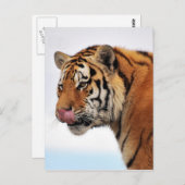 Tigers-eetlust Briefkaart (Voorkant / Achterkant)