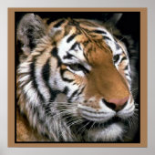 Tigers Lovers Art Poster (Voorkant)