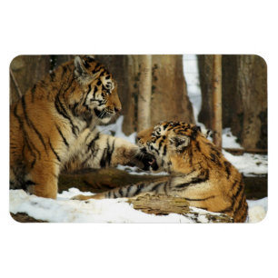 Tigers Magnet Magneet