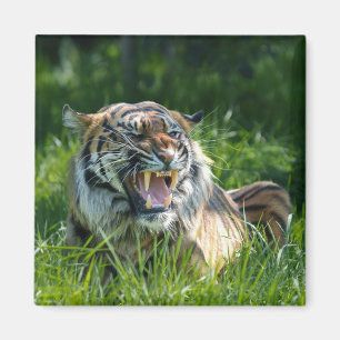 Tiger's roar magneet