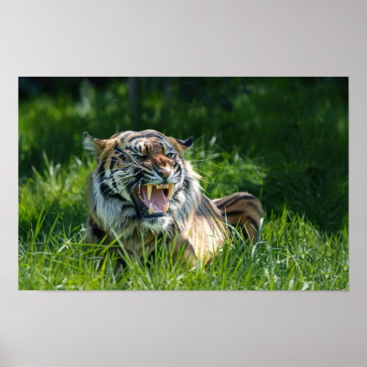 Tiger's roar poster (Voorkant)