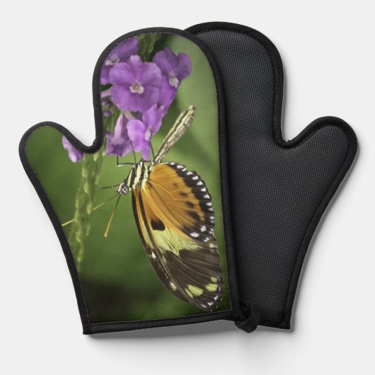 Tigerwing Butterfly  (Recto/Verso)