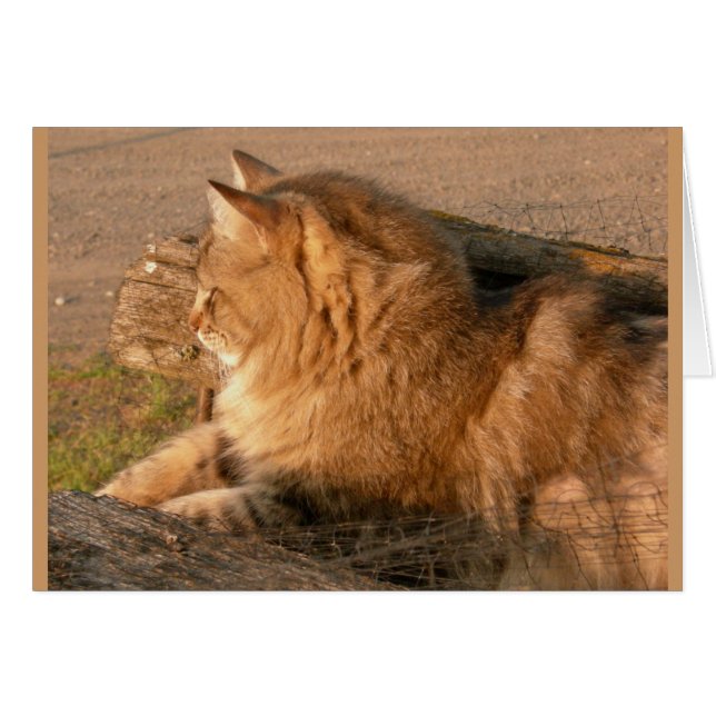 Tiggle de rhum (Devant horizontal)