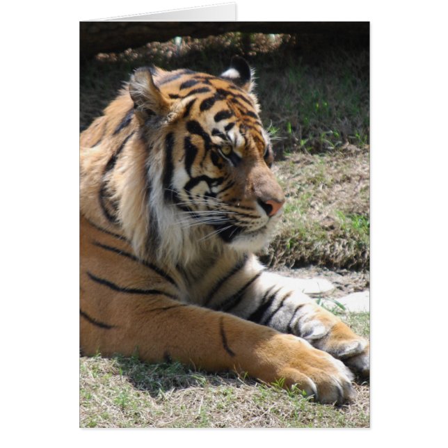 tigre (Devant)