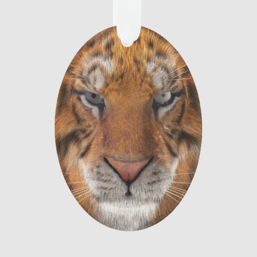 Tigre (devant)