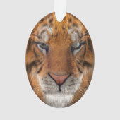 Tigre (dos)