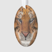 Tigre (devant)