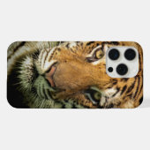 tigre (Verso Horizontal)