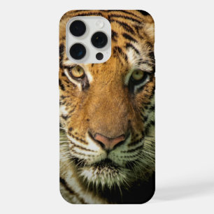 tigre