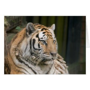 Tigre