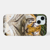 Tigre (Verso Horizontal)