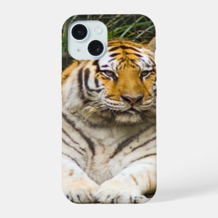 Tigre