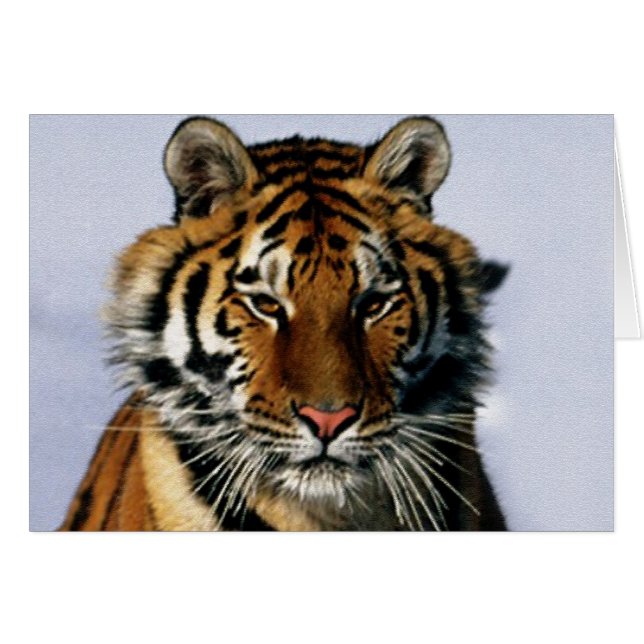 tigre (Devant horizontal)