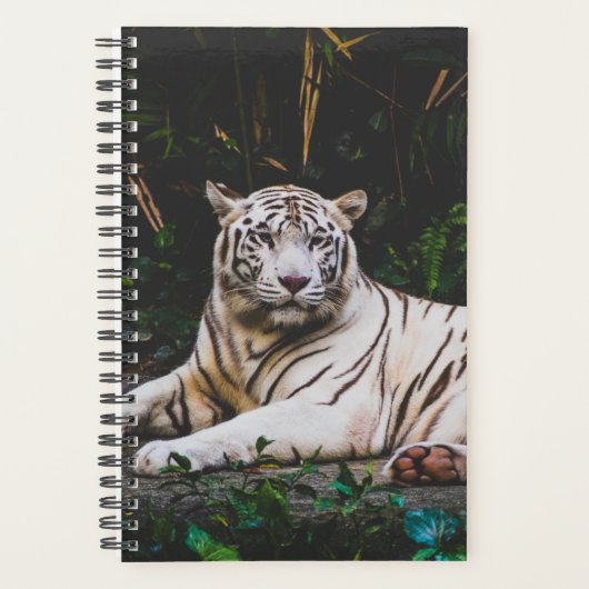 Tigre (Devant)