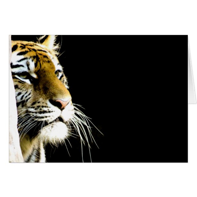 Tigre (Devant horizontal)
