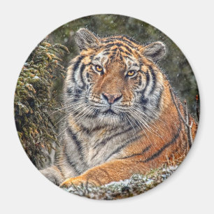 Tigre 3" royal aimant