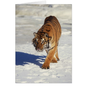 Tigre à ressort