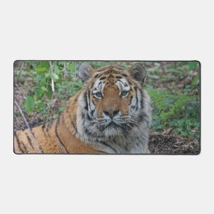 Tigre adorable