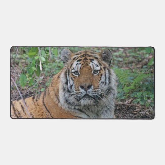 Tigre adorable (Recto)