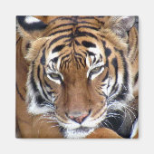 Tigre - Aimant (Devant)