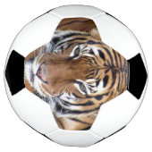 Tigre - Balle de Football (Tourné)