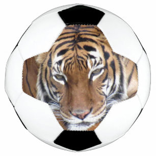 Tigre - Balle de Football