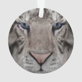 Tigre blanc (dos)