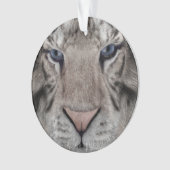 Tigre blanc (devant)