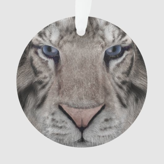 Tigre blanc (devant)