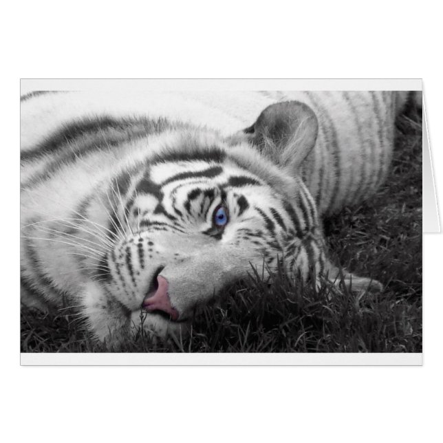 Tigre blanc (Devant horizontal)