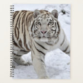 Tigre blanc (Devant)