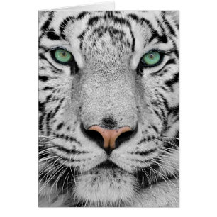 Tigre blanc