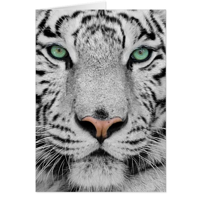 Tigre blanc (Devant)