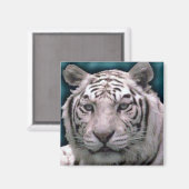 Tigre blanc, aimant (Recto/Verso)